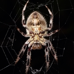 Hortophora transmarina at Sheldon, QLD - 17 Nov 2024