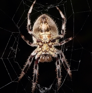 Hortophora transmarina at Sheldon, QLD - suppressed