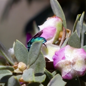 Chrysididae (family) at Florey, ACT - 16 Nov 2024