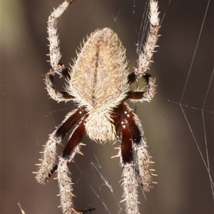 Hortophora transmarina (Garden Orb Weaver) at Sheldon, QLD by PJH123