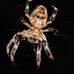 Hortophora transmarina at Sheldon, QLD - suppressed