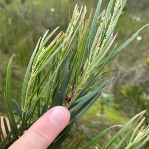 Unidentified Beetle (Coleoptera) at Bonny Hills, NSW by pls047