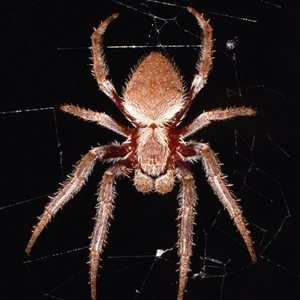 Hortophora transmarina (Garden Orb Weaver) at Sheldon, QLD by PJH123