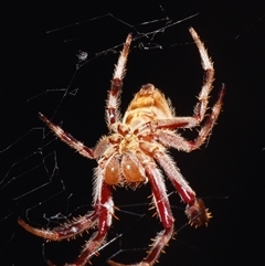 Hortophora transmarina at Sheldon, QLD - 17 Nov 2024