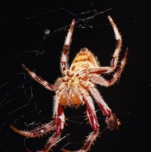 Hortophora transmarina at Sheldon, QLD - 17 Nov 2024