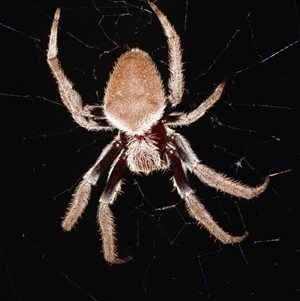 Hortophora transmarina (Garden Orb Weaver) at Sheldon, QLD by PJH123