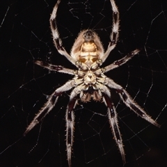 Hortophora transmarina at Sheldon, QLD - 17 Nov 2024