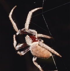 Hortophora transmarina at Sheldon, QLD - 17 Nov 2024