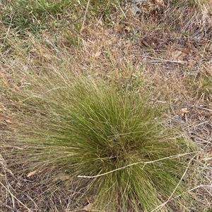 Nassella trichotoma at Watson, ACT - 20 Nov 2024