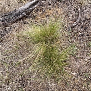 Nassella trichotoma at Watson, ACT - 20 Nov 2024