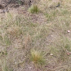 Nassella trichotoma at Watson, ACT - 20 Nov 2024