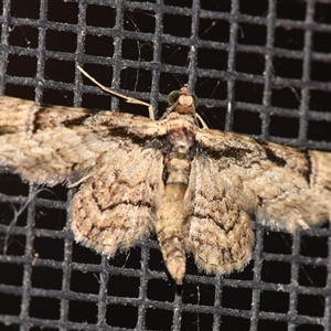 Chloroclystis delosticha (A Geometer moth (Larentiinae)) at Sheldon, QLD by PJH123