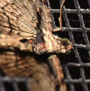 Chloroclystis delosticha at Sheldon, QLD - suppressed