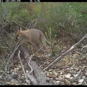 Notamacropus rufogriseus (Red-necked Wallaby) at Shannondale, NSW by PEdwards