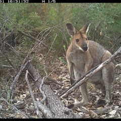 Notamacropus rufogriseus (Red-necked Wallaby) at Shannondale, NSW - 31 Oct 2024 by PEdwards