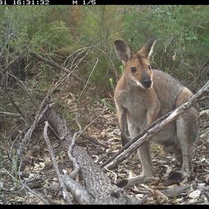 Notamacropus rufogriseus (Red-necked Wallaby) at Shannondale, NSW by PEdwards