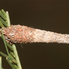 Conoeca or Lepidoscia (genera) IMMATURE (Unidentified Cone Case Moth larva, pupa, or case) at Gundary, NSW - 17 Nov 2024 by AlisonMilton