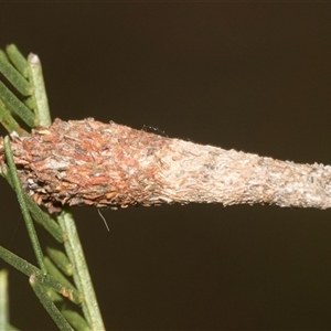 Conoeca or Lepidoscia (genera) IMMATURE (Unidentified Cone Case Moth larva, pupa, or case) at Gundary, NSW by AlisonMilton