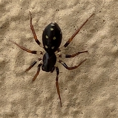 Habronestes sp. (genus) (An ant-eating spider) at Watson, ACT - 20 Nov 2024 by sbittinger