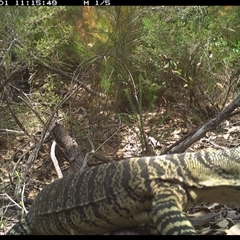 Varanus varius at Shannondale, NSW - 1 Nov 2024 by PEdwards