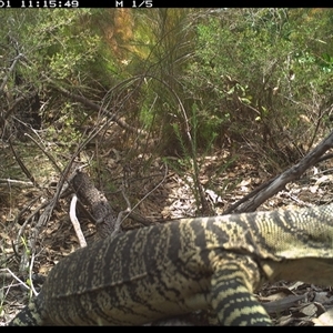 Varanus varius at Shannondale, NSW by PEdwards