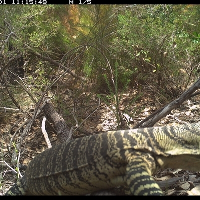 Varanus varius at Shannondale, NSW - 1 Nov 2024 by PEdwards