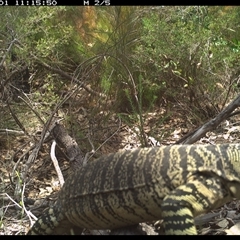 Varanus varius at Shannondale, NSW - 1 Nov 2024