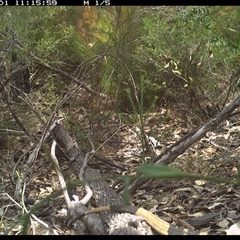 Varanus varius at Shannondale, NSW - 1 Nov 2024