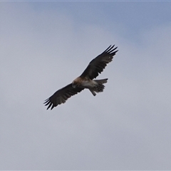 Hieraaetus morphnoides (Little Eagle) at Hall, ACT - 19 Nov 2024 by Anna123