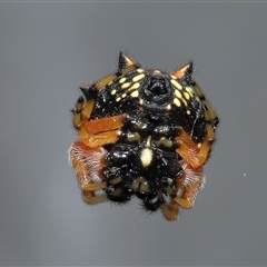 Austracantha minax at Parkes, ACT - 20 Nov 2024 by TimL