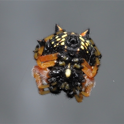 Austracantha minax (Christmas Spider, Jewel Spider) at Parkes, ACT - 20 Nov 2024 by TimL