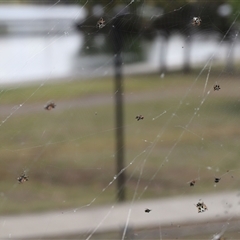 Austracantha minax at Parkes, ACT - 20 Nov 2024