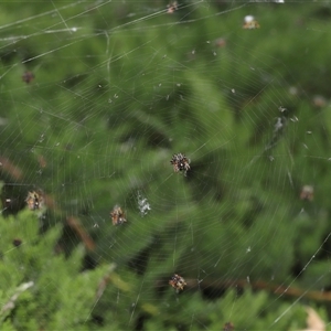 Austracantha minax at Parkes, ACT - 20 Nov 2024