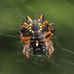 Austracantha minax at Parkes, ACT - 20 Nov 2024