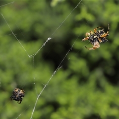 Austracantha minax at Parkes, ACT - 20 Nov 2024