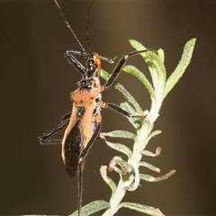 Gminatus australis at Gundary, NSW - 17 Nov 2024 by AlisonMilton