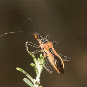 Gminatus australis at Gundary, NSW - 17 Nov 2024