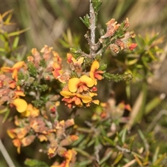 Dillwynia sericea (Egg And Bacon Peas) at Gundary, NSW - 17 Nov 2024 by AlisonMilton