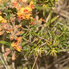 Dillwynia sericea at Gundary, NSW - 17 Nov 2024 01:15 PM