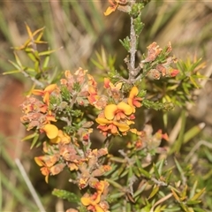 Dillwynia sericea at Gundary, NSW - 17 Nov 2024 01:15 PM