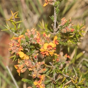 Dillwynia sericea at Gundary, NSW - 17 Nov 2024