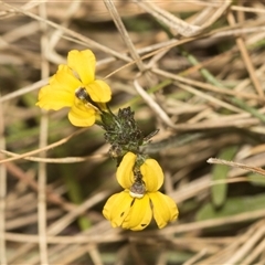 Goodenia bellidifolia (Daisy-leaf Goodenia) at Gundary, NSW - 17 Nov 2024 by AlisonMilton