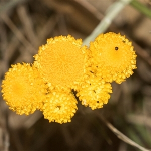 Chrysocephalum apiculatum at Gundary, NSW - 17 Nov 2024