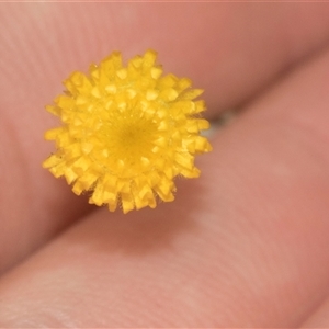 Chrysocephalum apiculatum at Gundary, NSW - 17 Nov 2024