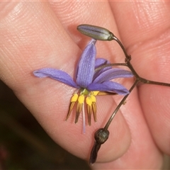 Dianella revoluta var. revoluta at Gundary, NSW - 17 Nov 2024