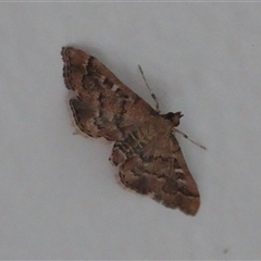 Nacoleia rhoeoalis (Spilomelinae) at Hall, ACT - 18 Nov 2024 by Anna123