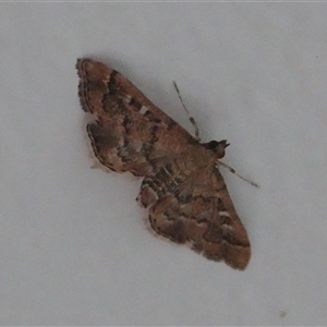 Nacoleia rhoeoalis at Hall, ACT - 18 Nov 2024 07:12 PM