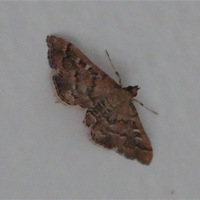 Nacoleia rhoeoalis (A Crambid moth (Spilomelinae) at Hall, ACT - 18 Nov 2024 by Anna123