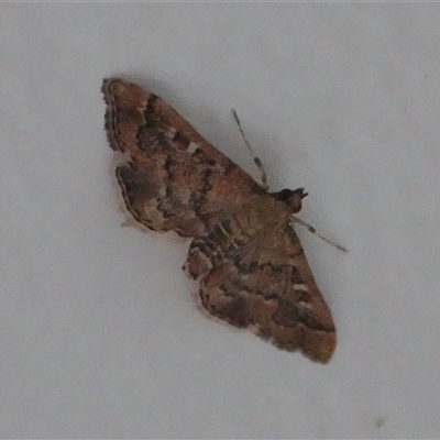 Nacoleia rhoeoalis (Spilomelinae) at Hall, ACT - 18 Nov 2024 by Anna123