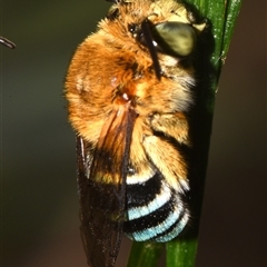 Amegilla sp. (genus) (Blue Banded Bee) at Sheldon, QLD - 17 Nov 2024 by PJH123